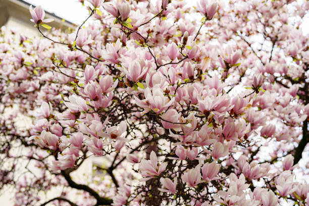 istock Pink magnolia flowers during flowering on the branches close-up. 1297682039