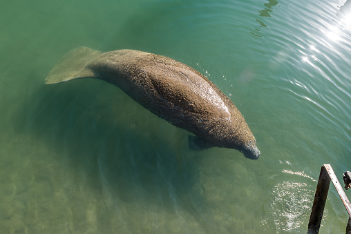 Huge manatee swimming close to Miami marina.