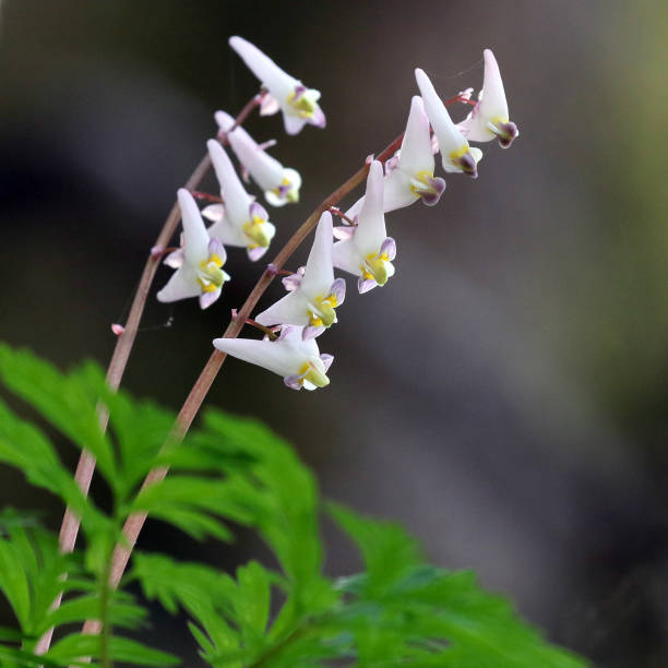 istock Dutchman's Breeches - Dicentra cucullaria 1297684336
