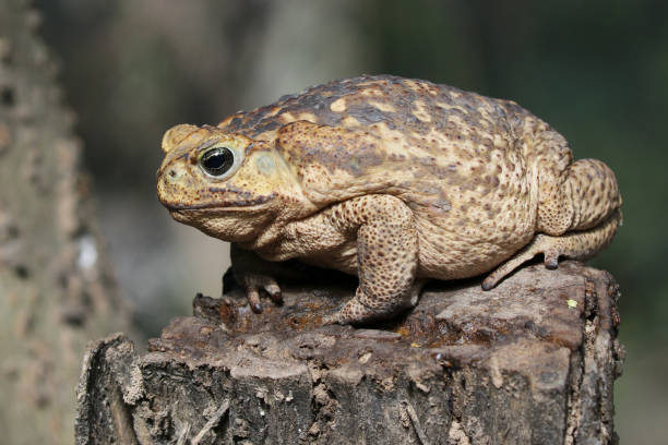 sapo de cana em um toco - cane toad toad wildlife nature - fotografias e filmes do acervo