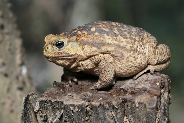 кане жаба на пень - cane toad toad wildlife nature стоковые фото и изображения