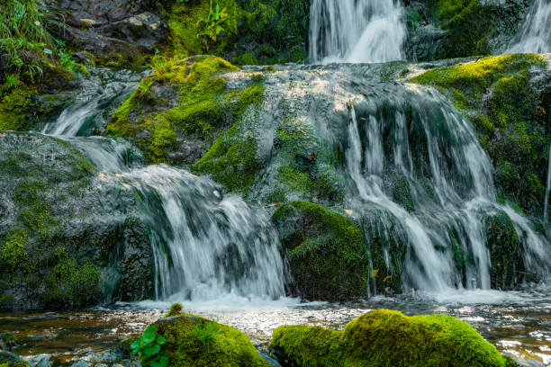 istock Forest stream in rainforest. Waterfall among mossy rocks and greenery. Mountain river on summer day. Nature landscape with  cascades of mountain creek among lush thickets in forest. 1297685199