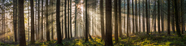 istock Sunbeams filtering through the trees deep in the forest wilderness panorama 1297686321