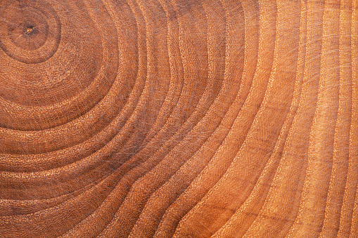 Tree age rings macro shot. Slightly scratched wood stump surface. Wooden background.