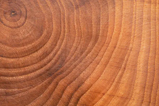 Photo of Tree age rings macro shot. Slightly scratched wood stump surface. Wooden background.