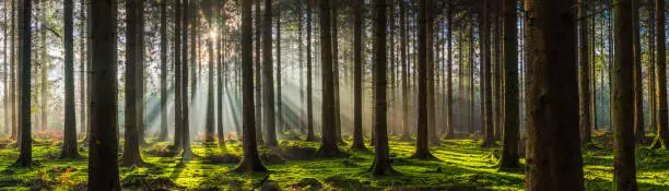 Golden beams of early morning sunlight streaming through the pine needles of a green forest to illuminate the soft mossy undergrowth in this idyllic woodland glade.