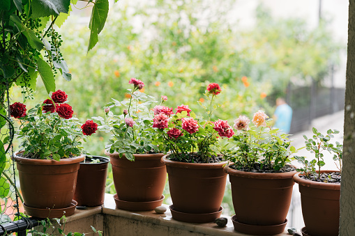 Red and pink roses in flower pots on the balcony of waters with vine branches. High quality photo