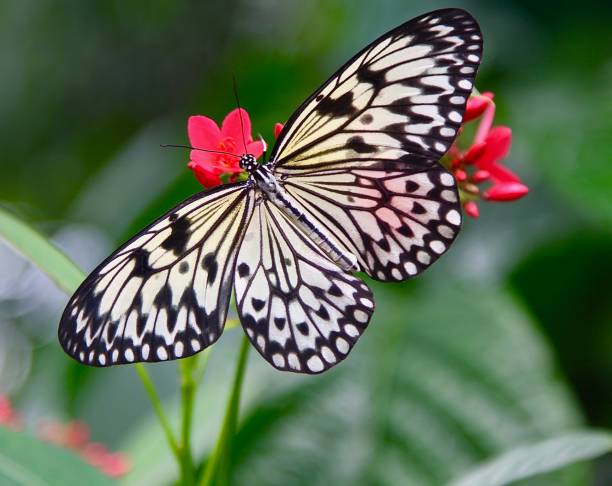 istock Close-up Of A Butterfly 1297687906