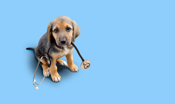 Puppy dog with stethoscope Puppy dog and stethoscope isolated on blue background. Little dog on reception at veterinary doctor in vet clinic. Pet health care and animals concept. spaniel stock pictures, royalty-free photos & images