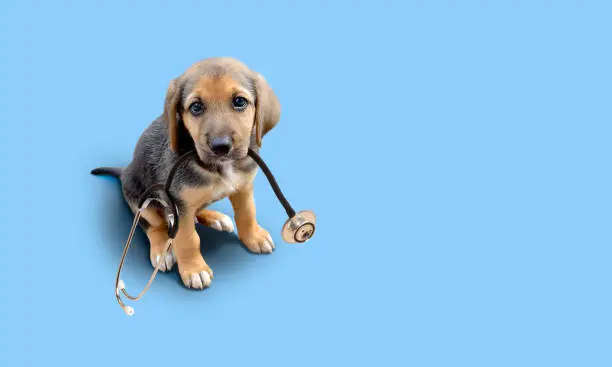 Photo of Puppy dog with stethoscope