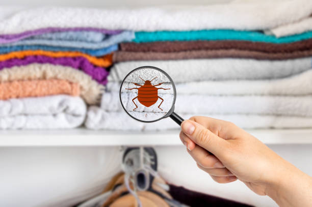 istock woman with magnifying glass detecting bugs 1297688740