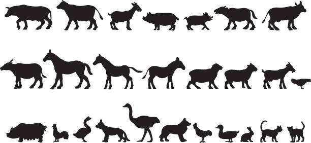 farm animal silhouetten - livestock isolated young animal chicken stock-grafiken, -clipart, -cartoons und -symbole