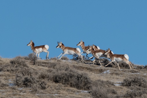 Antelope looking about from snow covered prairie hilltop in Montana in western USA.