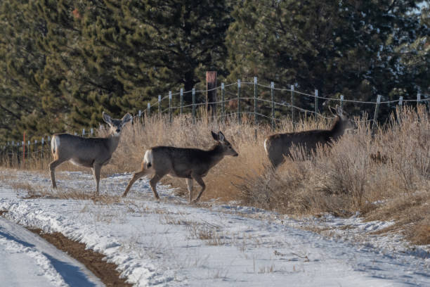 istock Deer jumping fence in snow on mountain plateau 1297690792