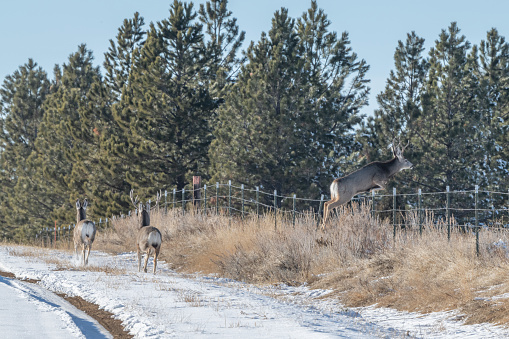 Mule deer jumping fence in snow