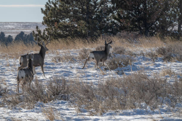 istock Deer running in snow on mountain plateau 1297690897