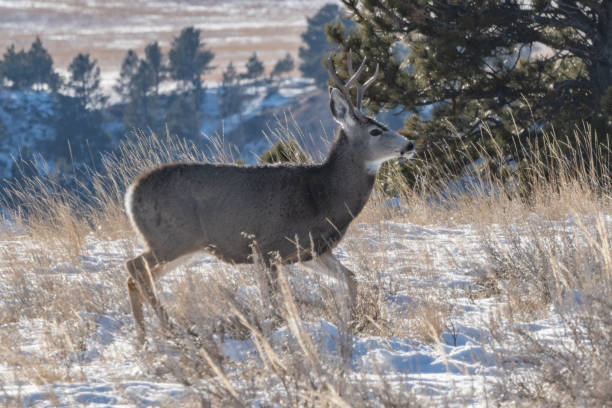 istock Deer walking in snow on mountain plateau 1297690909