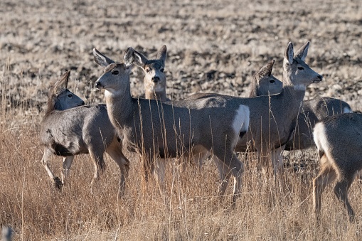 Group of mule deer looking in all directions for threats.