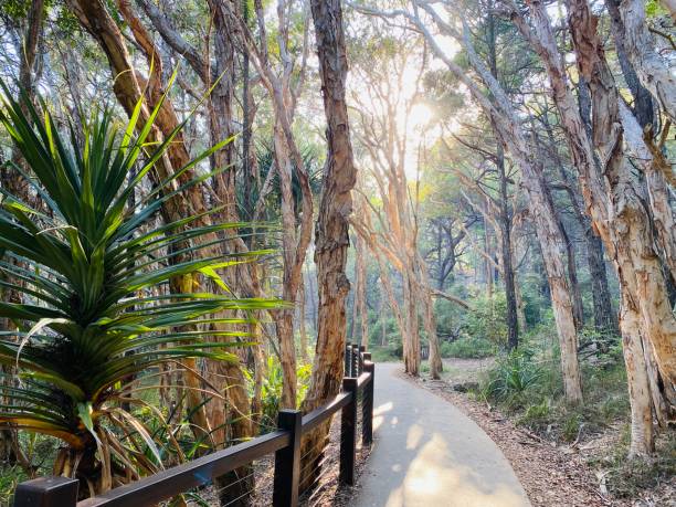 parco nazionale noosa heads - coastline noosa heads australia landscape foto e immagini stock