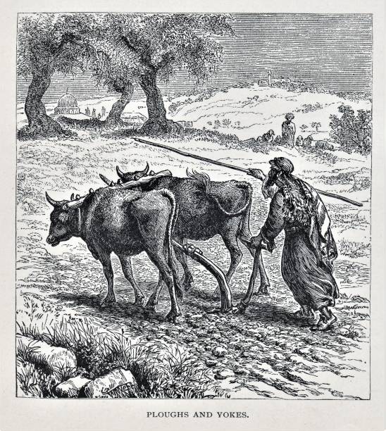 고대 중동의 농부 쟁기밭 - oxen yoke stock illustrations