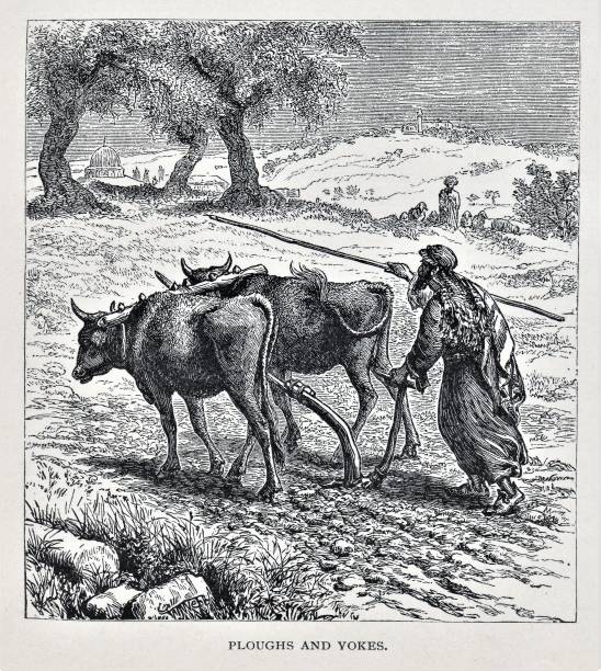 Farmer Plows Field in Ancient Middle East Farmer ploughing a field with a yoked oxen in the Middle East in 3rd BC- 30 AD period. Illustration published in The Life of Christ by Louise Seymour Houghton (American Tract Society: New York) in 1890. Copyright expired; artwork is in Public Domain. Digitally restored. yoke stock illustrations