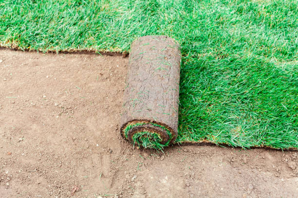 istock Soil coating with rolls of a lawn 1297694298