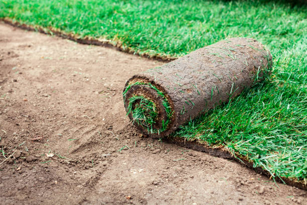 istock Soil coating with rolls of a lawn 1297694299