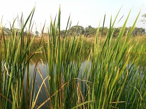 Cattail and reeds in a wetland area.