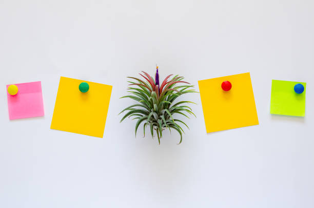 Air plant - Tillandsia with its flower puts between colorful paper note on white background.