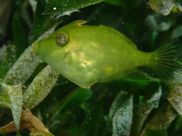 Green leatherjacket fish swims in green seaweed