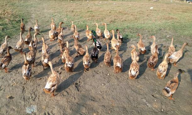 a large group of drake walking together - walking bird teamwork water bird imagens e fotografias de stock