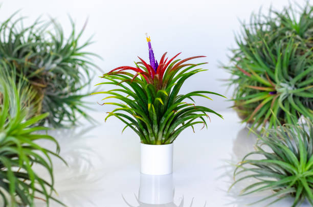 istock Air plant - Tillandsia with its flower 1297697500