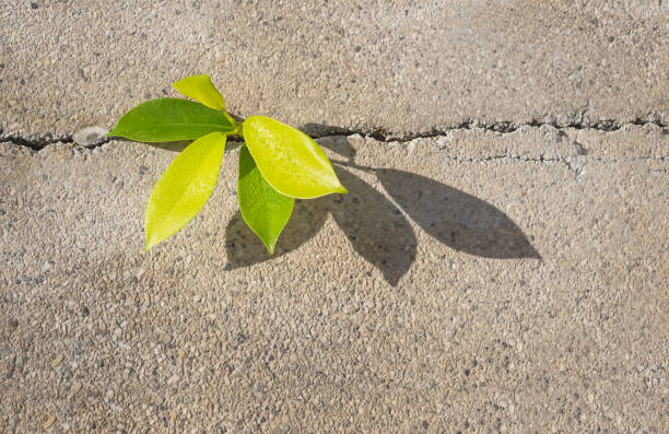 istock Plant sprout in the cracked asphalt 1297699154