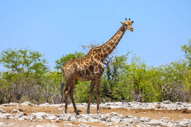 istock Lone giraffe standing in front of green trees 1297703533