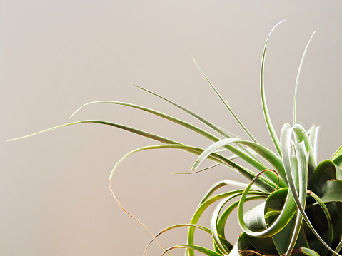 Tokyo,Japan-January 20, 2021: Closeup of Tillandsia xerographica, a species of bromeliad that is native to Latin America.