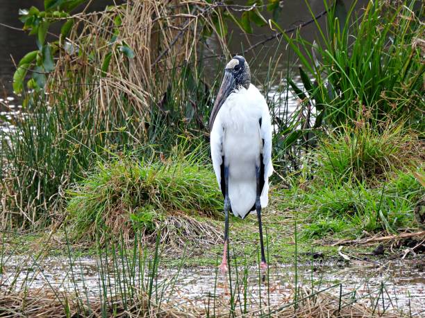 istock Wood Stork (Mycteria americana) resting in the Florida wetlands 1297706477