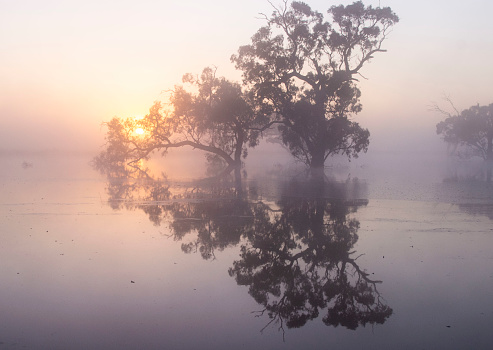 image of a Foggy landscape near Leeton NSW