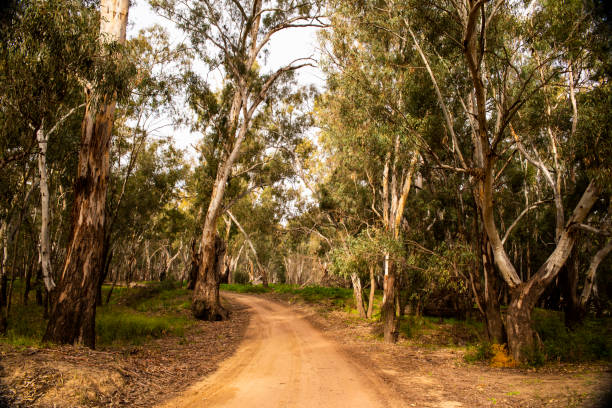 istock Forrest Trail - Murrumbidgee NP near Darlington Point. 1297708849