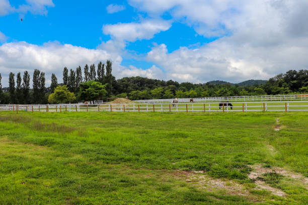 Calm farm covered with green grass