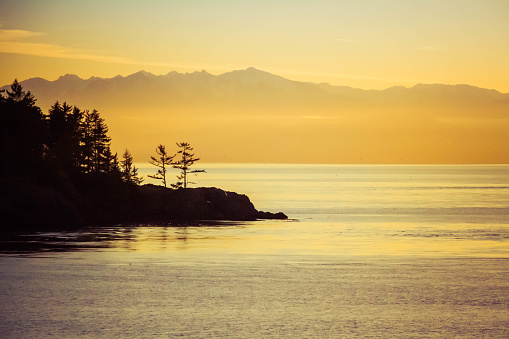 Pine trees standing on the coast with the Olympic Mountains in the distance during sunset.