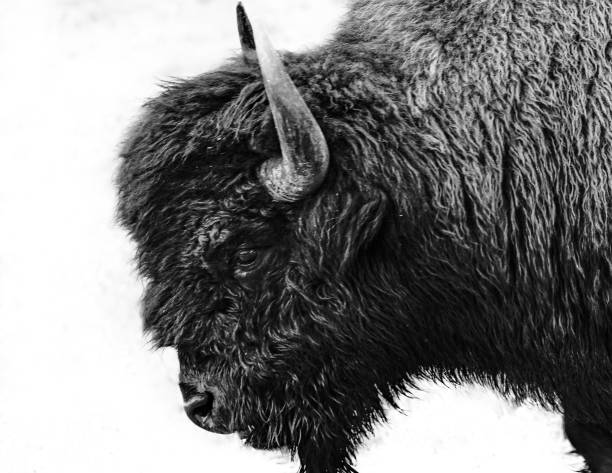 Black and white bison A male bison in Alberta's Elk Island National Park bull animal stock pictures, royalty-free photos & images