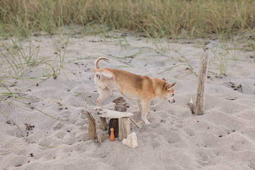 Tan Chihuahua on Highland Beach, Florida in January of 2021.