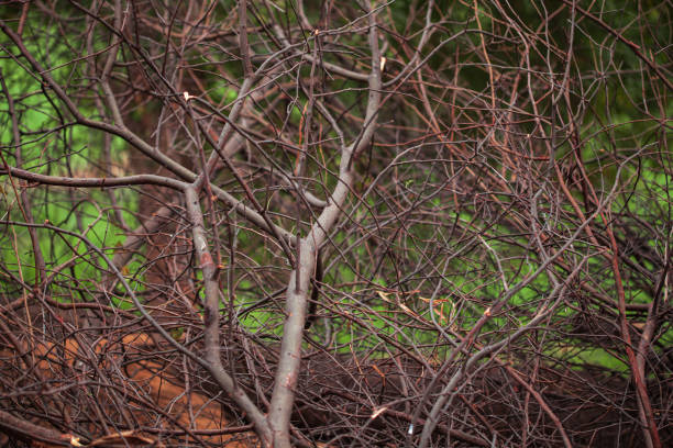 istock small dried twigs of trees 1297721610