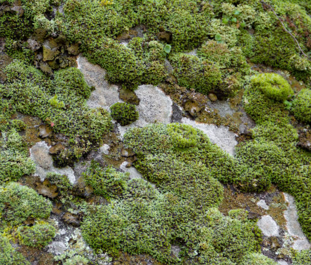 istock Green moss texture on grey stone. Organic background. 1297721681
