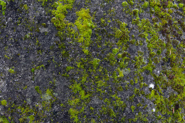 istock Green moss texture on grey stone. Organic background. 1297721686
