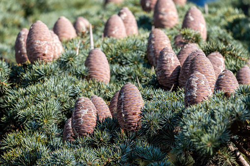 Close-up of female cone on branch of Cedar Tree Cedrus libani or Lebanon Cedar. Selective focus. Copy space. The concept of calmness, silence and unity with nature