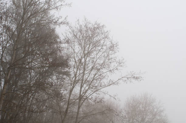 istock leafless trees in foggy landscape in winter 1297725589