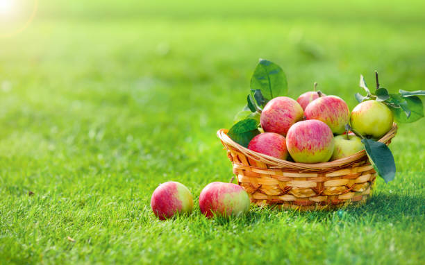 istock Straw basket full of fresh apples on the grass 1297726558