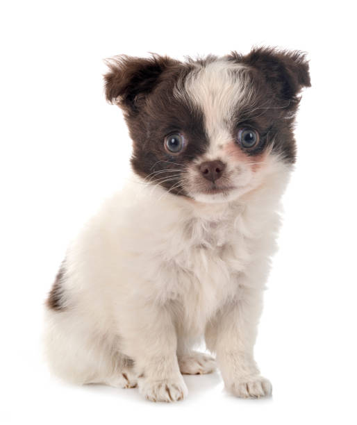 istock little chihuahua 1297727537