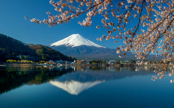 istock Mt Fuji and cherry blossoms 1297727560